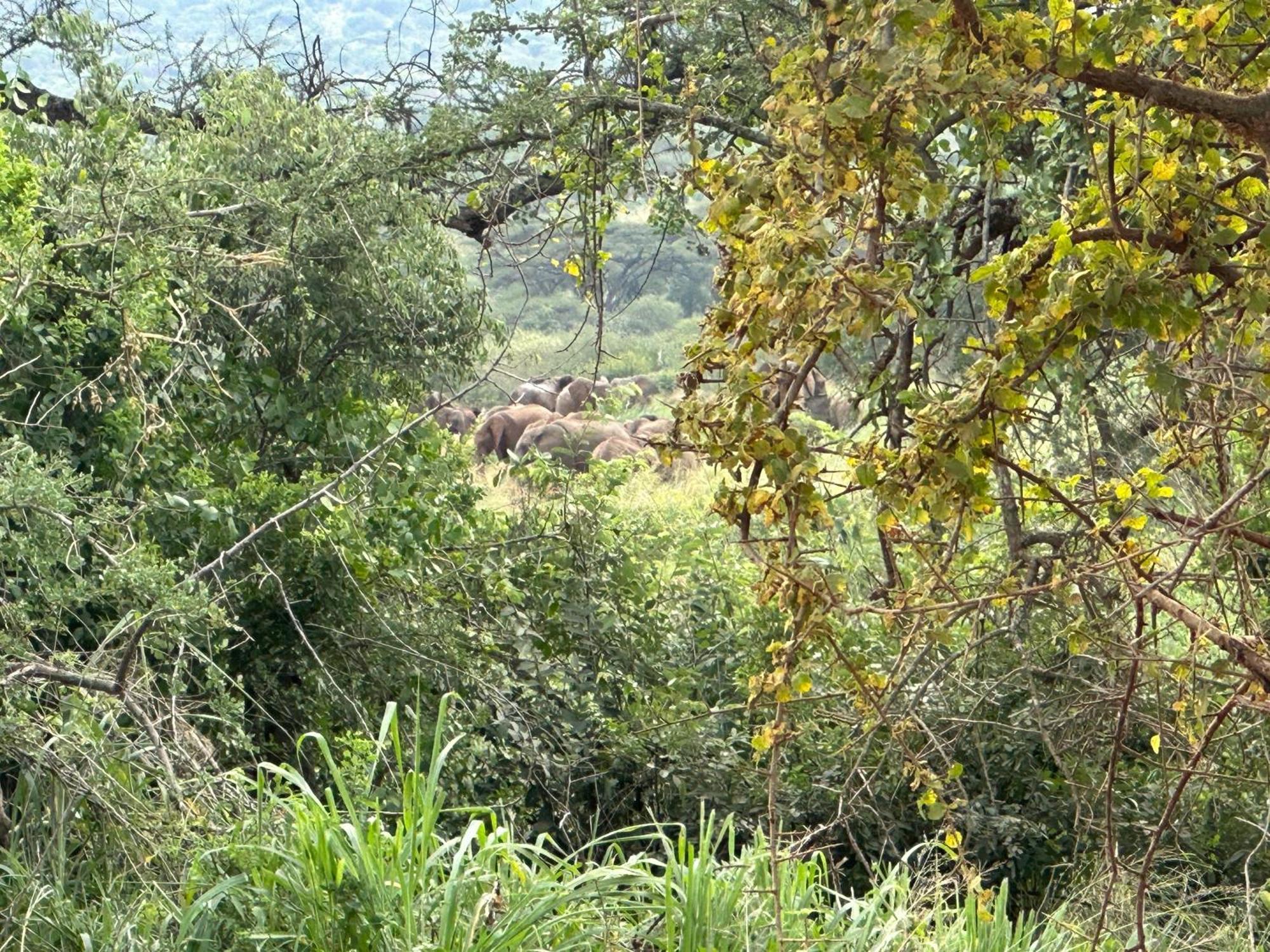Mkomazi Hotels And Camps Hegoma 외부 사진